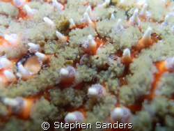 this is a close up of a sunstar in puget sound, Washingto... by Stephen Sanders 